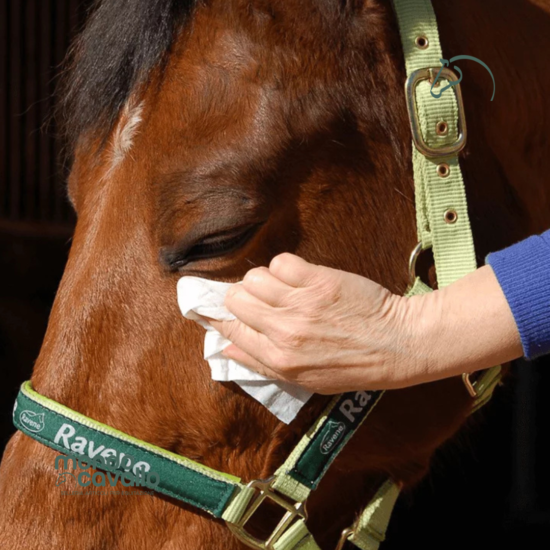 SALVIETTE EASY SHINE WIPE RAVENE
