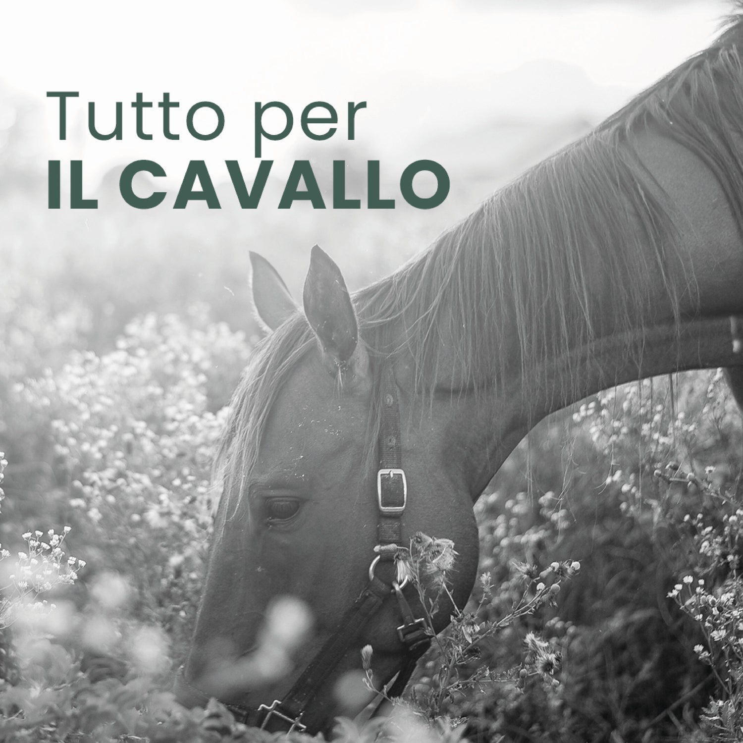 CAVALLO